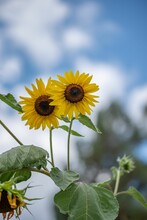 Closeup Of Two Sunflowers Against A Blue Background