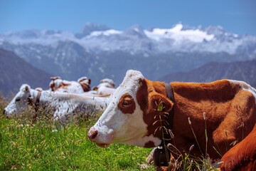 Poster - Rural landscape, featuring a group of brown and white cows enjoying the sunny day