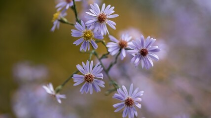 Poster - Closeup of purple elegant Alpine aster flowers