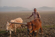 Village farmer cultivating his paddy field with cows connected with a wooden yoke,rural peasant ploughing his field in traditional old manual methods with domestic animal in a winter morning 