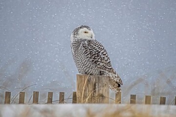 Canvas Print - a snowy owl perched on a wooden post in the snow