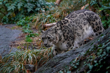 Poster - Portrait of a snow leopard, Panthera uncia