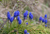 Fototapeta Lawenda - Niebieskie kwiaty lawendy na surowym skalnym trawniku
