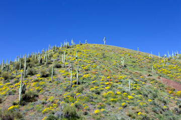 Poster - 2023 Super Bloom and Giant Saguaro cacti on a hill in Tonto National Forest