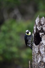 great woodpecker