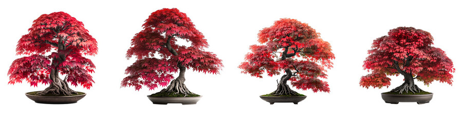 group of red japanese maple bonsai potted plants. isolated on transparent background. created using 