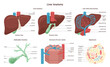 Liver anatomy set. Hepatic system organ lobule and hepatocyte