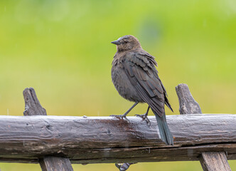 Wall Mural - Female Brewer's Blackbird