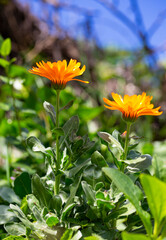 Wall Mural - Officinal calendula flower