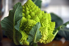 Close-up On The Veins Of The Green Leaves To Protect The Delicate Natural Pattern Of A Romanesco Broccoli