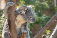Koala Closeup Portrait Series
