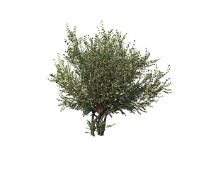 hazel tree. 3d rendering illustration.