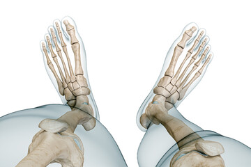 Wall Mural - superior view of feet skeleton or bones with body contours 3d rendering illustration isolated on whi