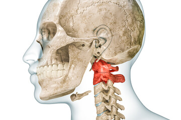 Wall Mural - atlas and axis cervical vertebrae in red with body 3d rendering illustration isolated on white with 