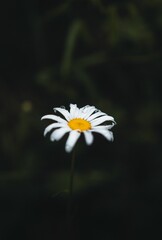 Sticker - Single white Common daisy flower displayed prominently against a dark backdrop