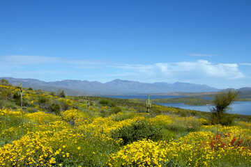 Wall Mural - 2023 super bloom of native wildflowers at Theodore Roosevelt Lake in Tonto National Forest