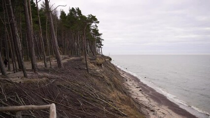 Wall Mural - Trees of the dark forest grown on the hill alongside the calm sea with horizon in the background