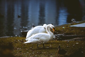 Sticker - Two mute swans on the lakeside with ducks.