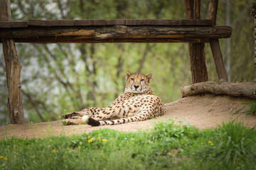 a cheetah sleeping in its enclosure. spring day at the zoo