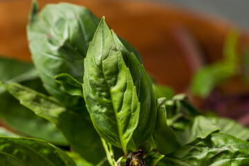 Raw Green Organic Thai Holy Basil