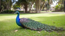  A Peacock Is Standing In The Grass With Its Feathers Spread Out.  Generative Ai