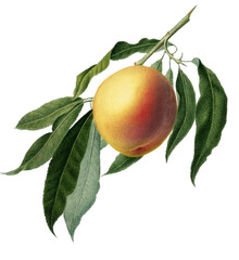 Peach illustration, hand painted fruit illustration
