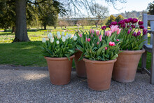 Many Ceramic Pots With Bright Spring Flowers Are Arranged In A Row, Spring Time Display