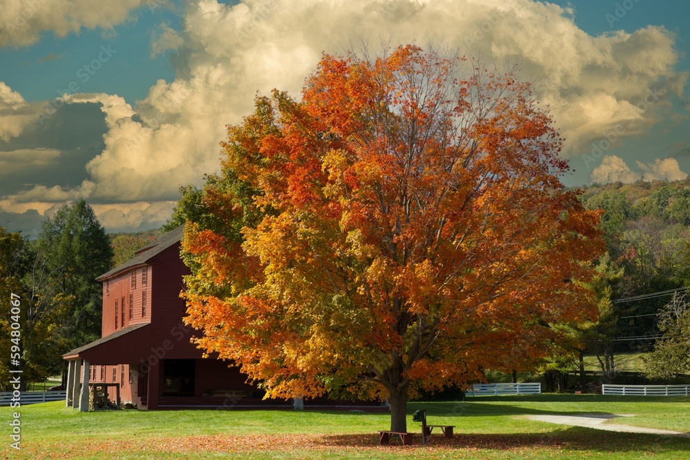 Red barn and a maple tree at peak fall color on a farm near Hancock, MA ...