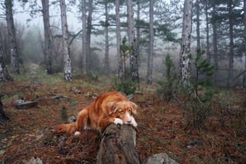 Wall Mural - Red dog in a foggy forest lies on a log. Nova Scotia duck tolling retriever in nature. Hiking with a pet. forest fairy tale