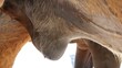 Closeup of equine gelding swollen sheath that requires medical attention.