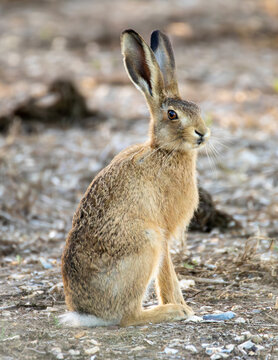 European grey hare on scrub ground.