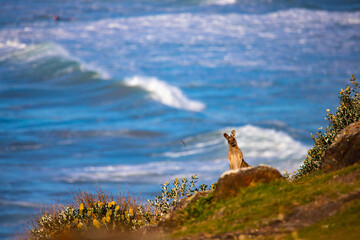 Wall Mural - cute grey kangaroo standing on the cliff with a beautiful bay and sand dunes in the background, wildlife in hat head national park, new south wales, australia