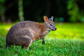 portrait of a cute pademelon (thylogale) - little kangaroo feeding on the grass in new south wales r
