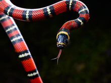 Guatemalan Milk Snake Closeup Portrait On Black Background