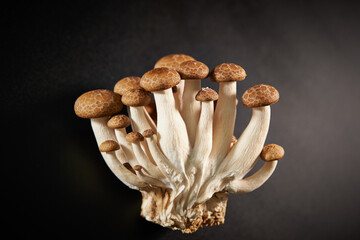 Poster - Beech mushroom on black background	