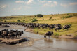 Big herd of wildebeest is about Mara River. Great Migration. Kenya