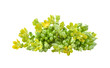 Cowslip creeper on transparent png