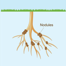 Bacteria Nodules Of Roots.Root Nodules Associate With Symbiotic Nitrogen Fixing Bacteria Known As Rhizobia. Within Legume Nodules Nitrogen Gas Is Converted Into Ammonia.