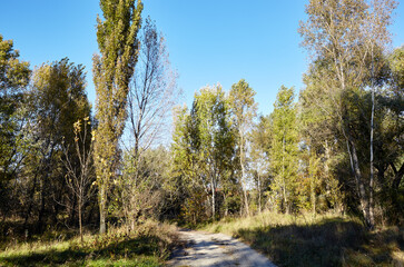 Wall Mural - Road in forest against the sky and meadows. Beautiful landscape of trees and blue sky background