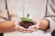 © Jordan C/peopleimages.com - Hands, seedling and woman with business growth for startup company, investment and accountability. Soil, plant and development with start, hope and entrepreneurship for goal, sustainability or future