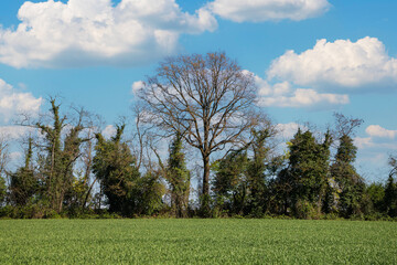 Wall Mural - trees in the field