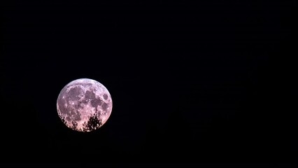 Wall Mural - the moon rises behind a forest in the pitch dark night. time lapse