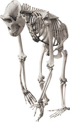 Isolated PNG cutout of an ape skeleton on a transparent background, ideal for photobashing, matte-painting, concept art