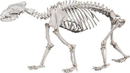 Poster - Isolated PNG cutout of a Siberian bear skeleton on a transparent background, ideal for photobashing, matte-painting, concept art
