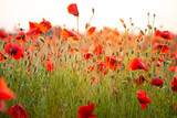 Fototapeta Panele - Field of poppies selective focus. Nature summer wild flowers. Vivid red flower poppies plant. Buds of wildflowers. Poppy blossom background. Floral botanical mood. Leaf and bush poppy flower. Sky