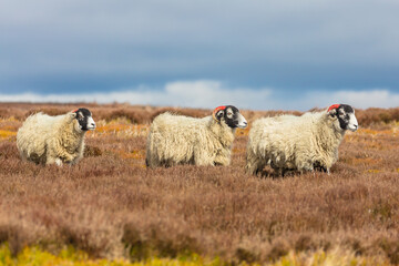 Wall Mural - Three Swaledale ewes in Springtime, walking through heather across managed Grouse Moorland in the Yorkshire Dales, UK.  Space for copy.  Horizontal.