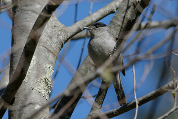 Wall Mural - Male Eurasian Blackcap (Sylvia atricapilla) on a branch