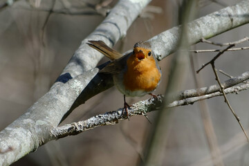 Wall Mural - European robin (Erithacus rubecula) singing on a branch