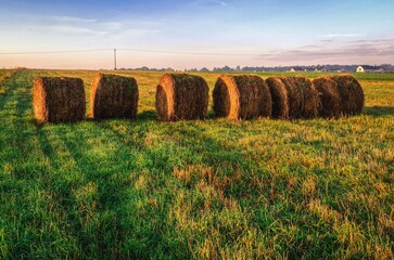 Haystacks on the field in early morning. Straw bales drying on a green grass in summer season, Poland.