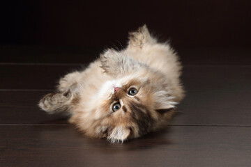 Wall Mural - Small fluffy British kitten on a brown background